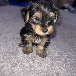 Yorkshire Terrier Puppies from Keia's Parti Yorkie Pups