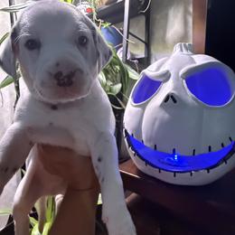 Wallie - White and liver brown male Dalmatian puppy in Hastings, Florida from Love My Spotty Dalmatians