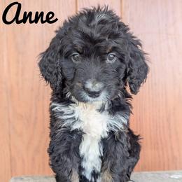 Anne - Tri-color female Bernedoodle puppy in Lancaster, Minnesota from Richardville Hunde