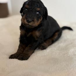 Boy 3 - Black male Goldendoodle puppy in Valley Farms, Arizona from Gall’s Doodle Ranch