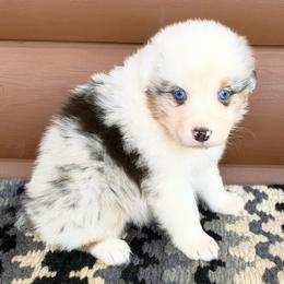 Rex - Blue merle male Australian Shepherd puppy in Harrison, Arkansas from Von Struve Australian Shepherds