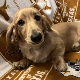 King - Cream Dachshund puppy in Arp, Texas from Barksalot Dachshunds