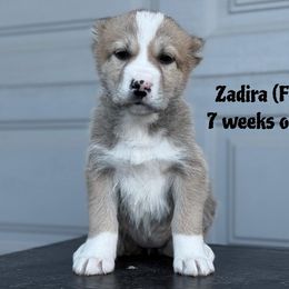Zadira - Fawn female Central Asian Shepherd Dog puppy in Island City, Oregon from Alabaivalley