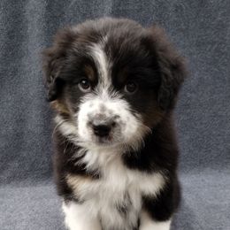 Cobalt - Black tri female Miniature American Shepherd puppy in Springfield, Missouri from Sunrock Kennel