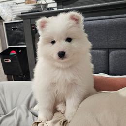 Aspen - White and biscuit female Samoyed puppy in West Jordan, Utah from Rocky Mountain Samoyeds