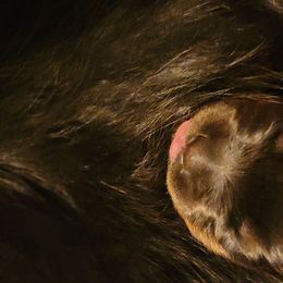 White boy - Black and mahogany male Rottweiler puppy in Custer County, Oklahoma from Rough Creek Kennels