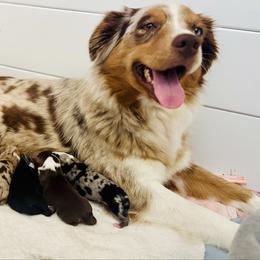 Shadow - Black tri male Miniature Australian Shepherd puppy in Hempstead, Texas from Young Gun Aussies