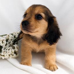 Curley (shaded cream) - Cream male Dachshund puppy in Sebring, Florida from Mini Weenies