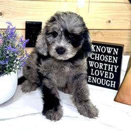 Goldendoodle Puppies from Jeremy Dafoe