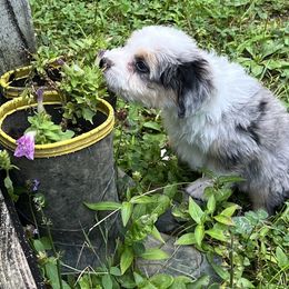 Aussiedoodle Puppies from Hearth&Hound Doodles