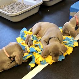 Weimaraner Puppies from Zauberhaft Weimaraners