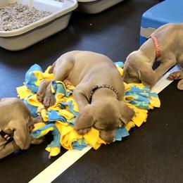 Weimaraner Puppies from Zauberhaft Weimaraners