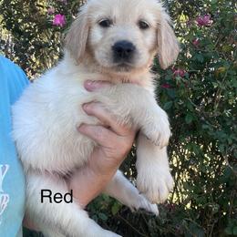 Red - Golden female Golden Retriever puppy in Jesup, Georgia from Painted Platinum Retrievers (Painted Platinum Kennel) PPK