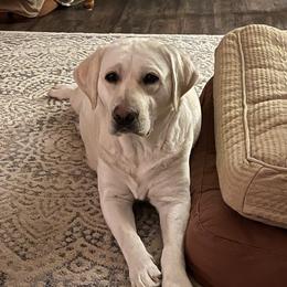 Marble - Labrador Retriever