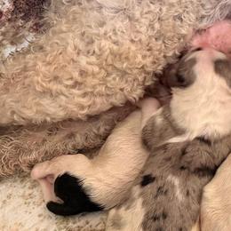 Annie Oakley - Black and white female Sheepadoodle puppy in Vernonia, Oregon from Life Unleashed Farm