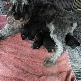 Female 4 - Black and silver female Miniature Schnauzer puppy in La Fayette, Georgia from Daniels Mini Schnauzers