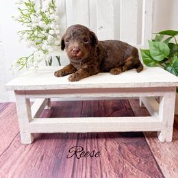 Reese - Phantom female Goldendoodle puppy in from Pink Poodles and Doodles
