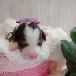 Twix - Brown and white female Bernedoodle puppy in Fairfield, Illinois from Positively Doodles