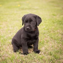 Labrador Retriever Puppies from Strickland’s Southern Kennels