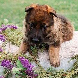 Girl 4 - Sable German Shepherd puppy in Princeton, West Virginia from Bright Haus German Shepherds