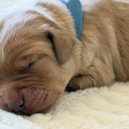 Francis - Dark Blue - Dark golden male Golden Retriever puppy in San Martin, California from Church Creek Retrievers