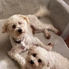 Double Doodles from Pup of Morgan_ Bichonpoo