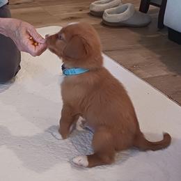Nova Scotia Duck Tolling Retriever Puppies from Red Hill Tollers