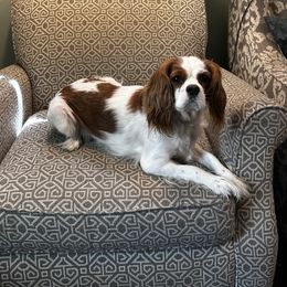 Moxie - Cavalier King Charles Spaniel