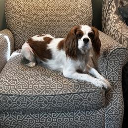 Moxie - Cavalier King Charles Spaniel