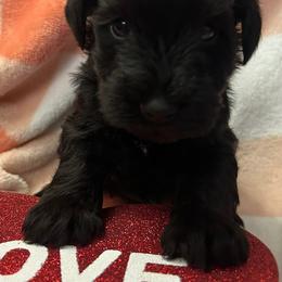 Female 4 - Black female Miniature Schnauzer puppy in Granville, Ohio from Shull Mini Schnauzers