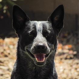 Smokey - Australian Cattle Dog