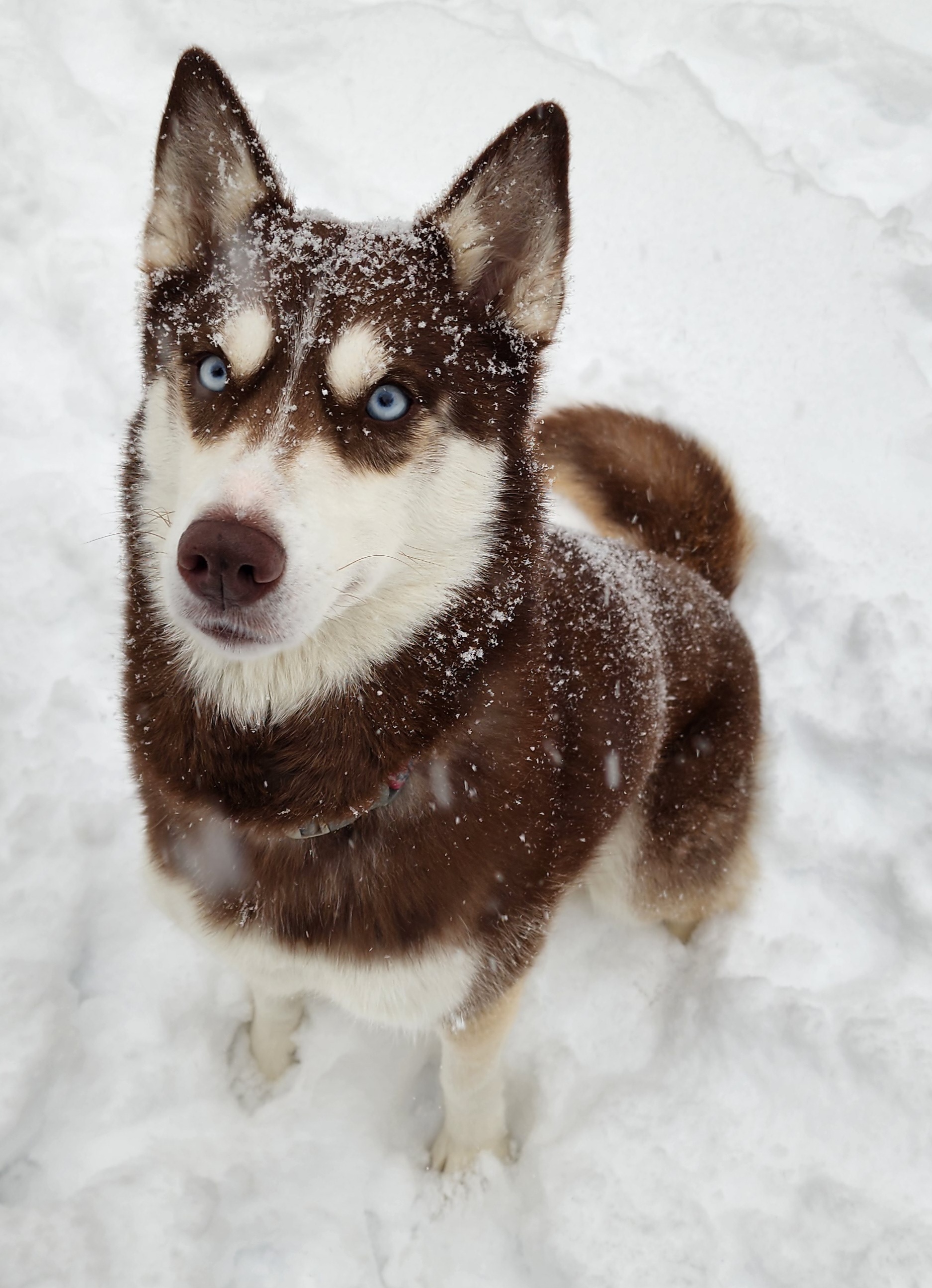 Siberian Huskies from Xavier's Home for Gifted Huskies