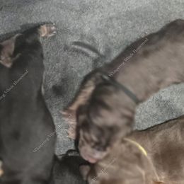 Bloodhound Puppies from Diamond Bloodhound Kennels