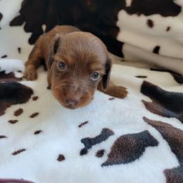 Ruby - Red female Dachshund puppy in Moriarty, New Mexico from SW Doxie Hounds