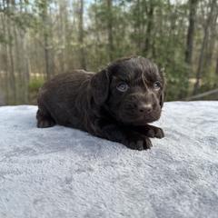 Beige Collar - Liver female Boykin Spaniel puppy in Comer, Georgia from Weavers Kennels