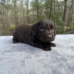 Beige Collar - Liver female Boykin Spaniel puppy in Comer, Georgia from Weavers Kennels