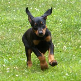 Doberman Pinscher Puppies from Laurel Vail