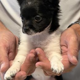 Chihuahua Puppies from JK Chihuahua