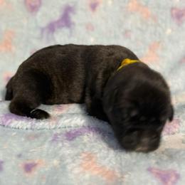 Yellow Collar R - Black brindle male Cane Corso puppy in Paris, Texas from Knucklehead Cane Corso