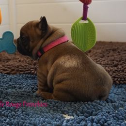 French Bulldog and Labrador Retriever Puppies from Frenchies & Labs