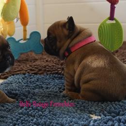 French Bulldog and Labrador Retriever Puppies from Frenchies & Labs