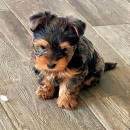 Biewer Terriers and Yorkshire Terriers from Wellonshire Biewer Yorkies