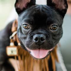 French Bulldogs from V&B Frenchies
