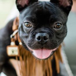 French Bulldogs from V&B Frenchies