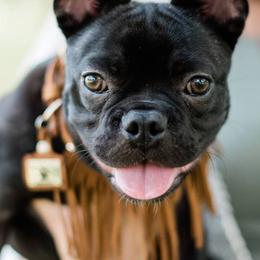 French Bulldogs from V&B Frenchies