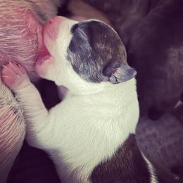 American Foxhound and American Staffordshire Terrier Puppies from Whitlow Kennel