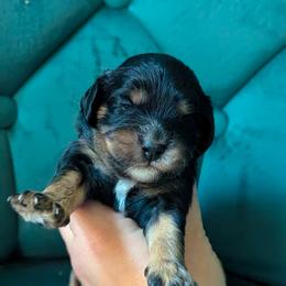 Dahlia - Tri-color female Cavapoo puppy in San Diego, California from WW Cavapoos