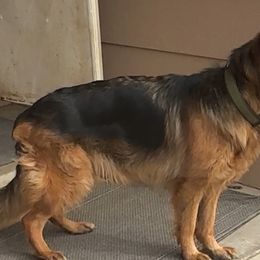 Sam - German Shepherd