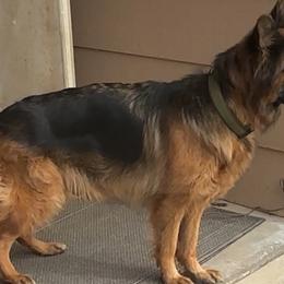 Sam - German Shepherd