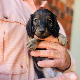 Nigel - Cream male Dachshund puppy in Altus, Oklahoma from Johnson Prairie Pups